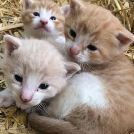 Farma Lille Grynborg